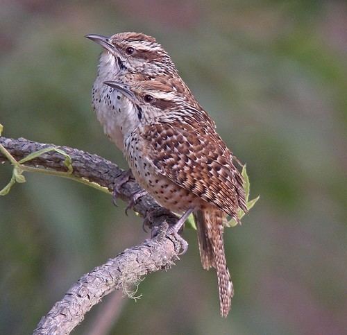 Spotted wren BirdQuest The Ultimate in Birding Tours