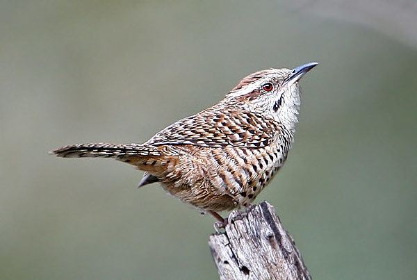 Spotted wren Surfbirds Online Photo Gallery Search Results