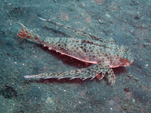 Spotwing flying gurnard httpsuploadwikimediaorgwikipediacommonsthu