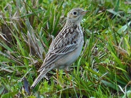 Sprague's pipit Sprague39s Pipit Identification All About Birds Cornell Lab of