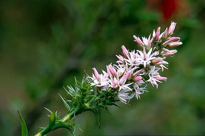 Sprengelia Sprengelia incarnata