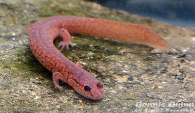 Spring salamander DEEP Northern Spring Salamander Fact Sheet