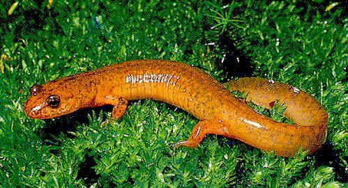 Spring salamander DEEP Northern Spring Salamander