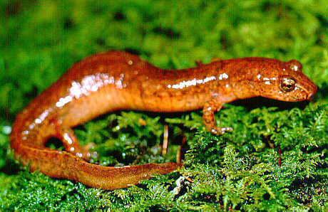 Spring salamander Northern Spring Salamander