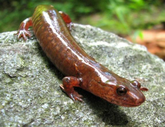 Spring salamander Wildlife Field Guide for New Jersey39s Endangered and Threatened