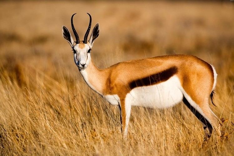Springbok Springbok Facts History Useful Information and Amazing Pictures