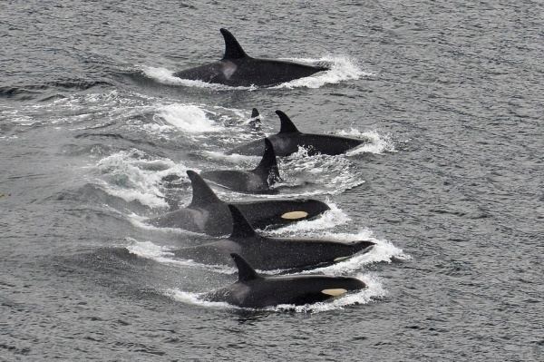 Springer (killer whale) Orca Network Springer39s story