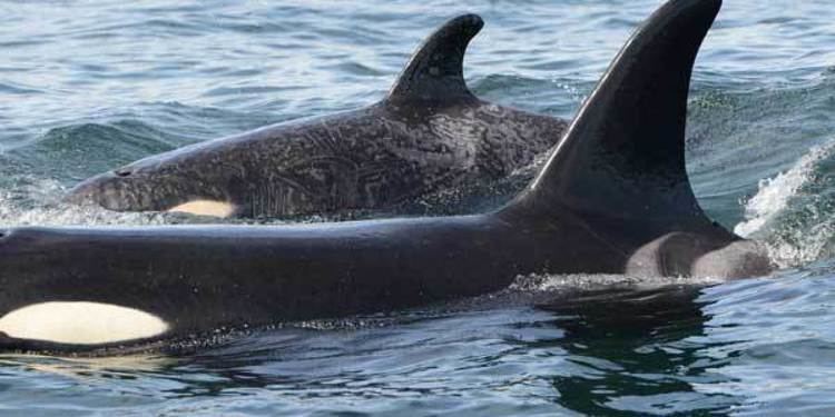 Springer (killer whale) Springer Orphaned Orca Spotted With Calf PHOTOS