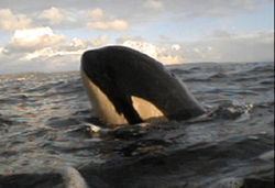Springer (killer whale) Springer killer whale Wikipedia