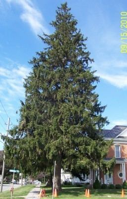 Spruce NorwaySprucecom World Wide resource for Norway Spruce