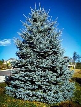 Spruce Buy Spruce Trees Online The Tree Center