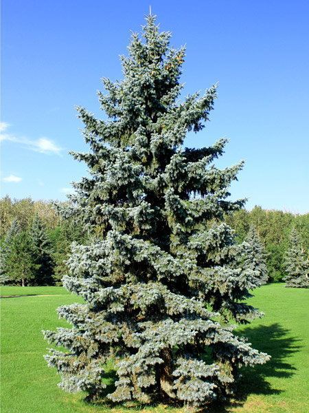 Spruce Spruce Trees TreeTimeca