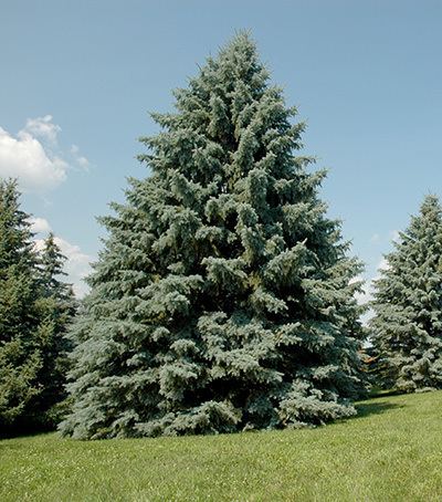 Spruce What is spruce decline and what should you do about it MSU Extension