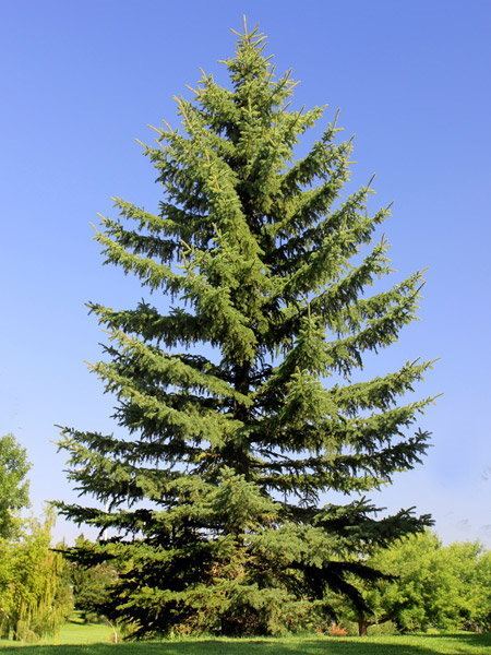 Spruce Spruce Trees TreeTimeca