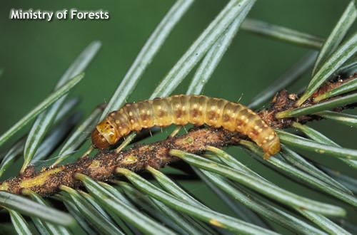 Spruce budworm Western Spruce Budworm Information