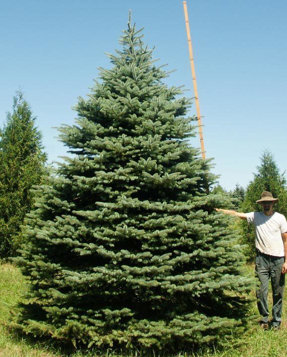 Spruce Spruce Fir Pine Eastern Red Cedar Evergreen Tree Nursery Stock