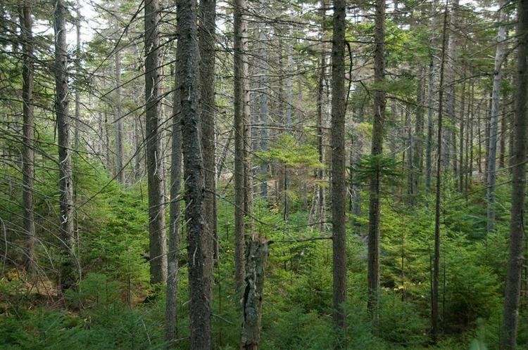 Spruce-fir forests highelevation spruce fir forest system
