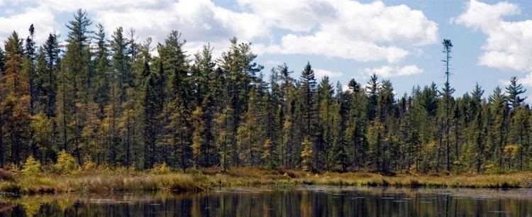 Spruce-fir forests Lowland spruce fir forest