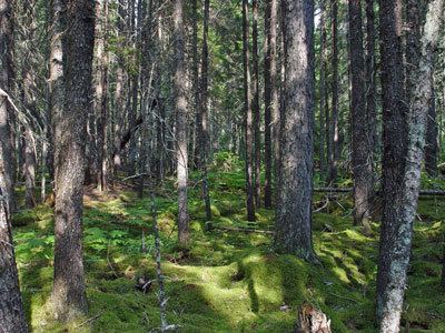 Spruce-fir forests Maine Natural Areas Program Natural Community Fact Sheet for Lower