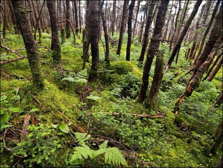 Spruce-fir forests wwwnhdflorguploadsNHB20photosbalsamfinaljpg