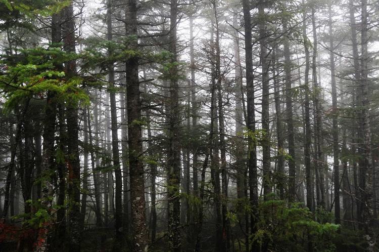 Spruce-fir forests Highelevation spruce fir forest
