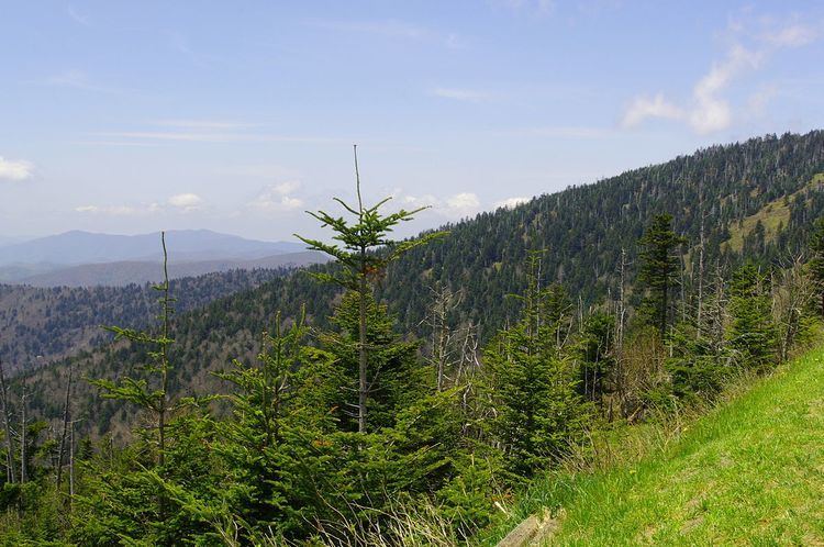 Spruce-fir forests Southern Appalachian sprucefir forest Wikipedia