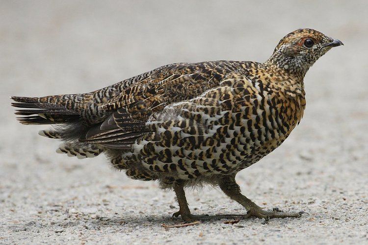Spruce grouse Spruce grouse Wikipedia