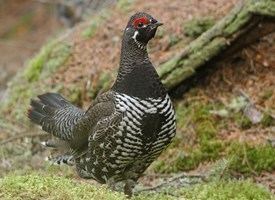 Spruce grouse Spruce Grouse Identification All About Birds Cornell Lab of