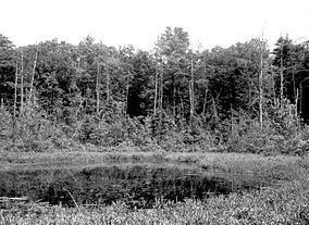 Spruce Hole Bog httpsuploadwikimediaorgwikipediacommonsthu