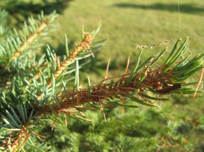 Spruce sawflies City warns of spruce sawfly issue Daily Herald Tribune