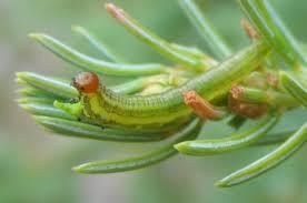 Spruce sawflies Yellowheaded Spruce Sawfly Wetaskiwin County AB Official Website