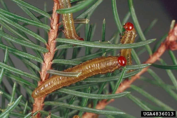 Spruce sawflies Forest Pest Insects in North America a Photographic Guide