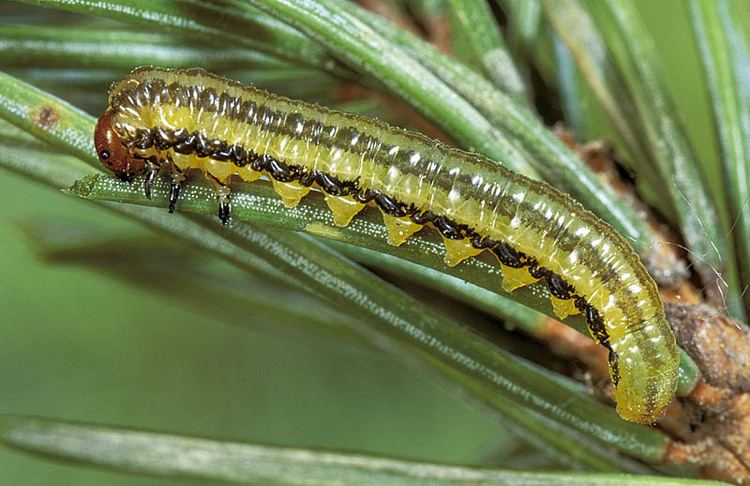 Spruce sawflies Yellowheaded spruce sawfly