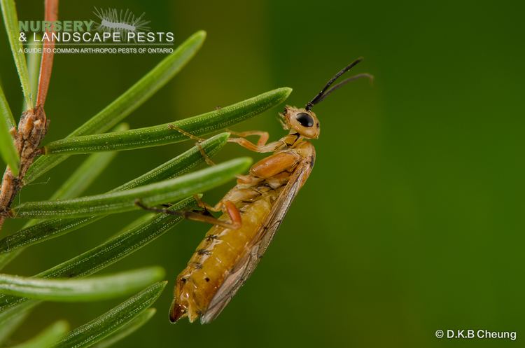 Spruce sawflies Pikonema alaskensis Guide to Nursery and Landscape Arthropod Pests