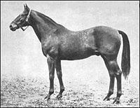 Spur (horse) httpsuploadwikimediaorgwikipediaenthumb5