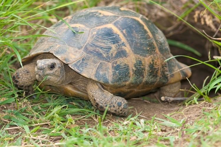 Spur-thighed tortoise Mediterranean spurthighed tortoise