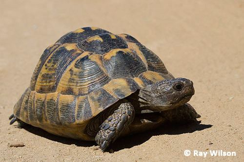Spur-thighed tortoise Spurthighed Tortoise Testudo graeca