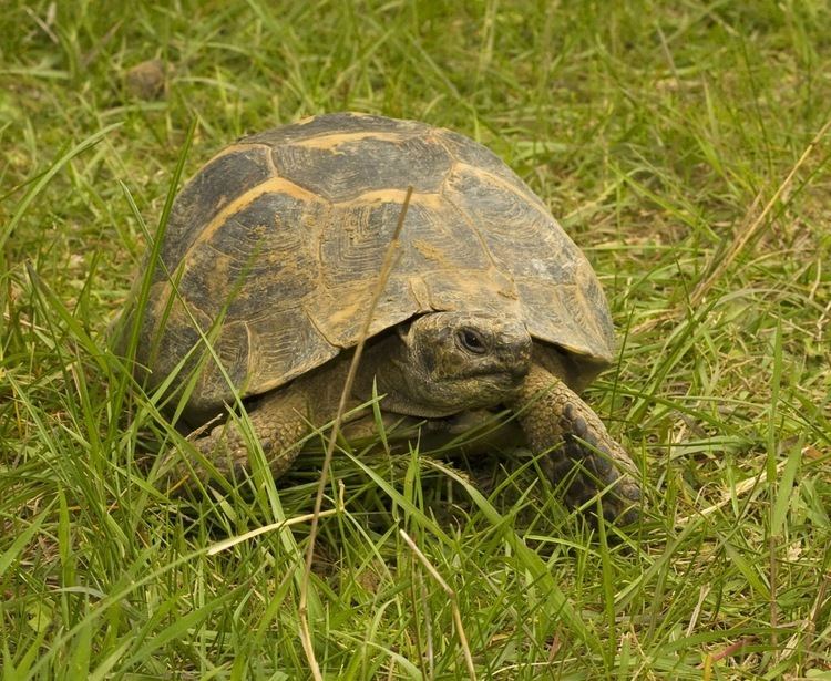 Spur-thighed tortoise httpswwwpetinfoclubcomImagesMediterranean2