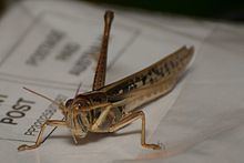 Spur-throated locust httpsuploadwikimediaorgwikipediacommonsthu