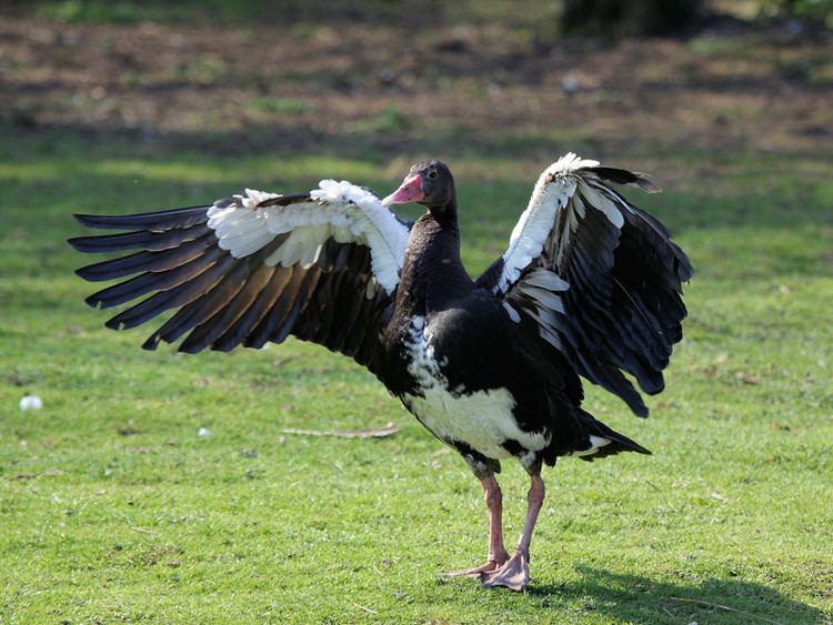Spur-winged goose SPURWINGED GOOSE WWT SLIMBRIDGE