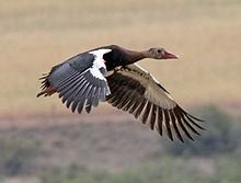 Spur-winged goose httpsuploadwikimediaorgwikipediacommonsthu