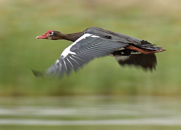 Spur-winged goose Spurwinged Goose in Flight
