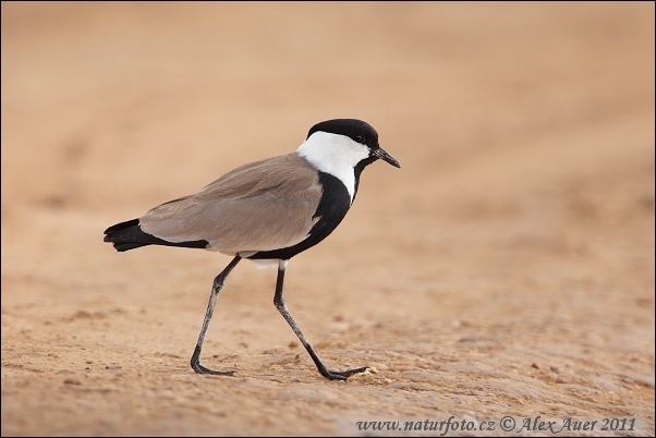 Spur-winged lapwing Spurwinged Plover Pictures Spurwinged Plover Images NaturePhoto