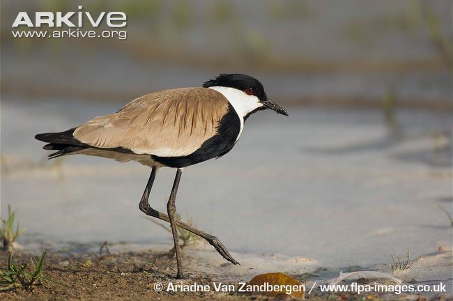 Spur-winged lapwing Spurwinged lapwing videos photos and facts Vanellus spinosus