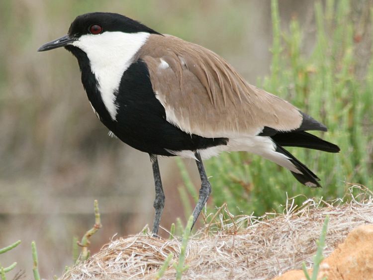 Spur-winged lapwing Spurwinged Plover gobirdingeu