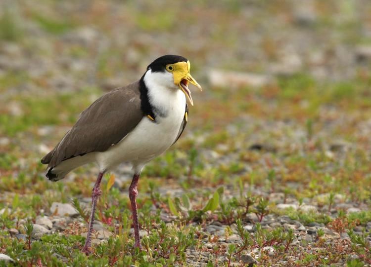 Spur-winged lapwing Spurwinged plover New Zealand Birds Online