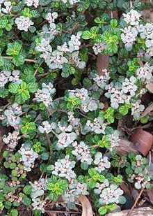 Spyridium parvifolium httpsuploadwikimediaorgwikipediacommonsthu