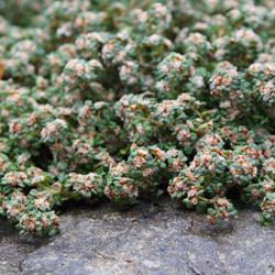 Spyridium parvifolium Spyridium parvifolium Nurseries Online Australia