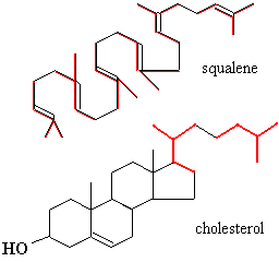 Squalene Department of Chemistry and Biochemistry Chem4520 Metabolic Processes