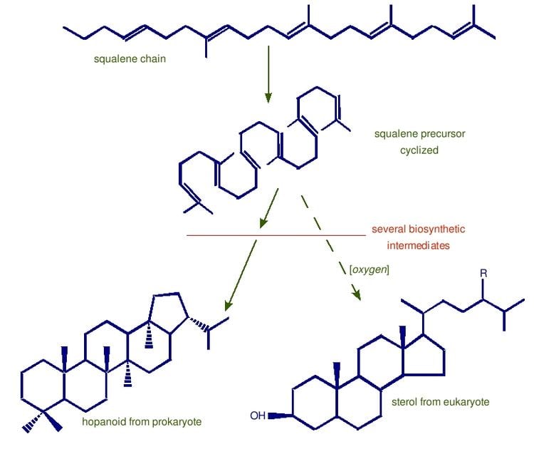 Squalene The Summons Lab Geobiology and Astrobiology at MIT Squalene the